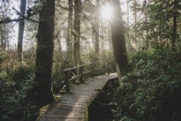 Schreiberling — Bildermacher — Geschichtenerzähler