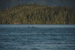 Schreiberling — Bildermacher — Geschichtenerzähler